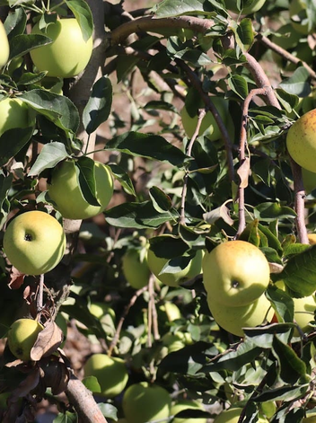 Apple Bravo of Esmolfe PDO