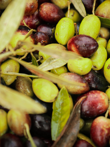 Olives from Dão
