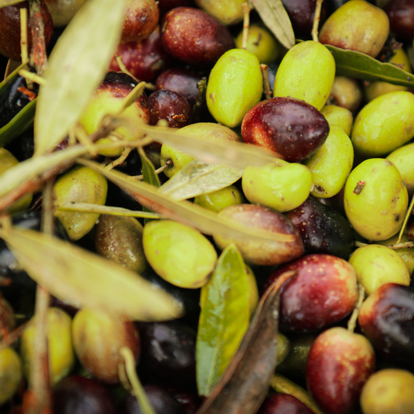 Olives from Dão