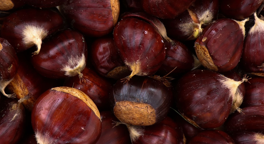 colheitacastanha (7) (1)