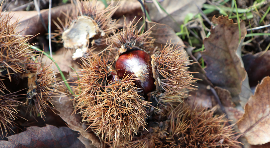 colheitacastanha (5)