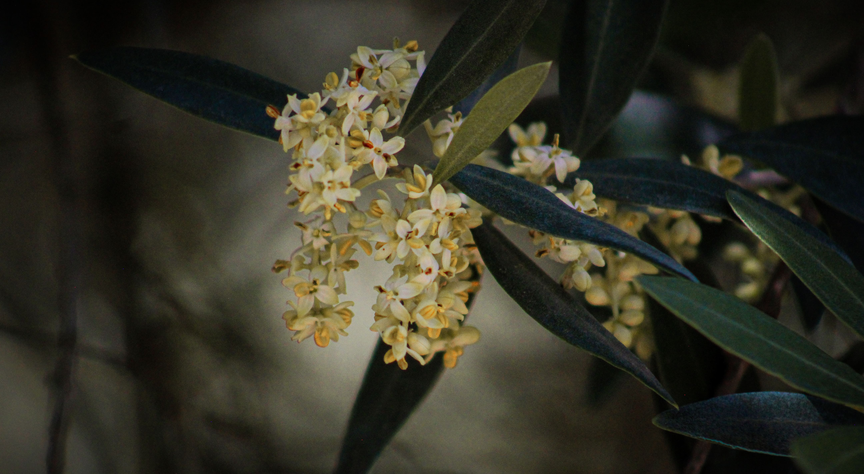 floracaoazeite (6) (1)