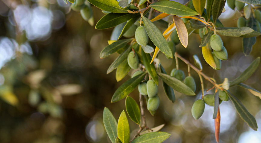 frutificacaoazeite (5)