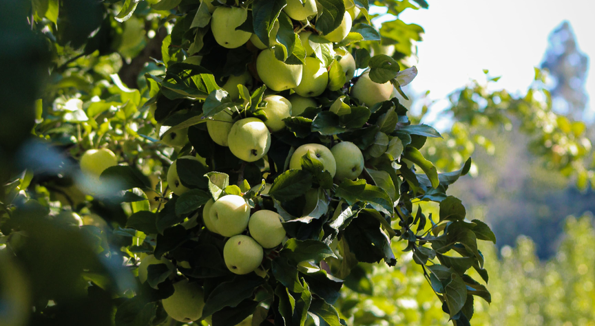 frutificacaomaca (1)