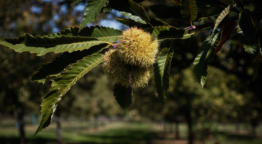 frutificacaocastanha (4)