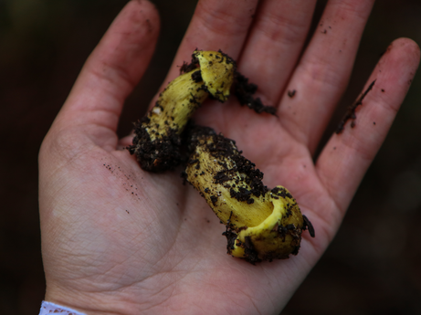 Let's find the míscaros