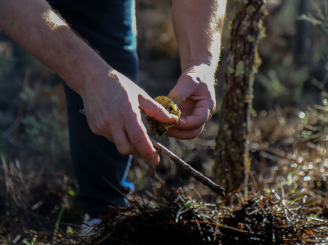 Let's go to the míscaros