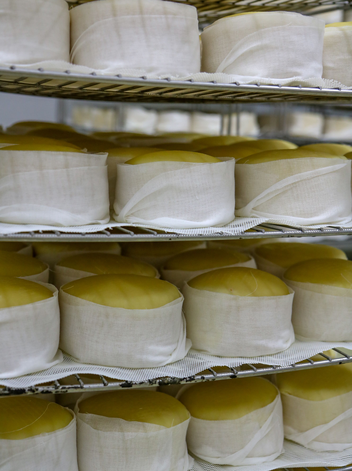 Serra da Estrela cheese PDO